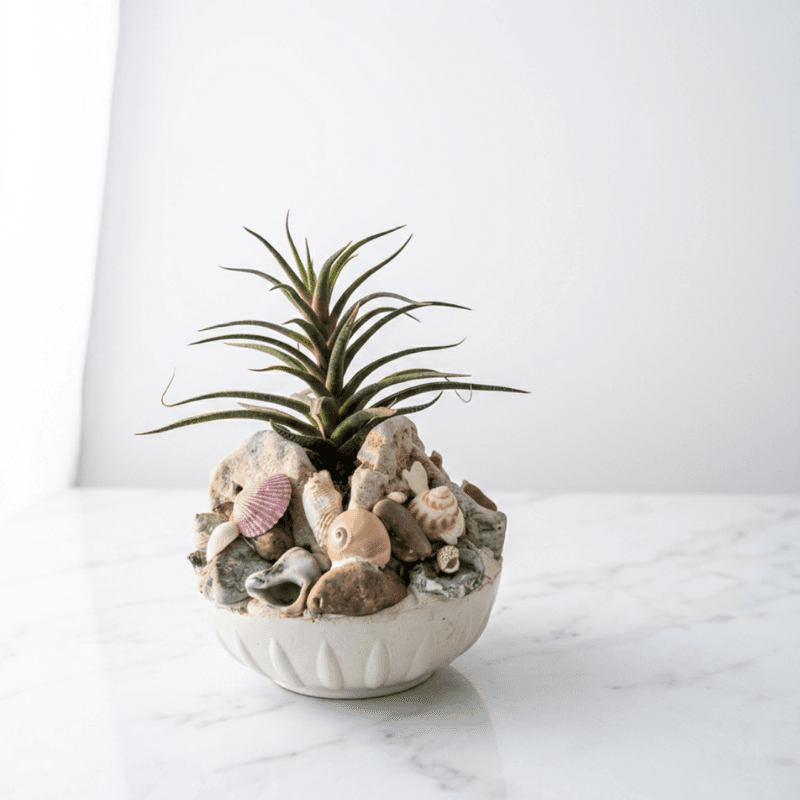 יצירת אמנות שונית הבית 13